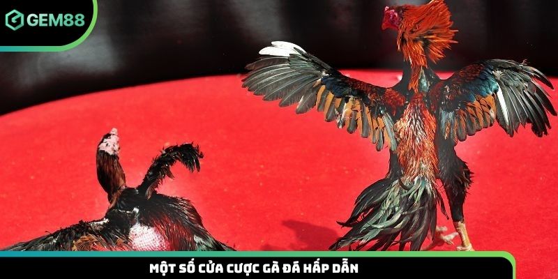 Một số cửa cược gà đá hấp dẫn