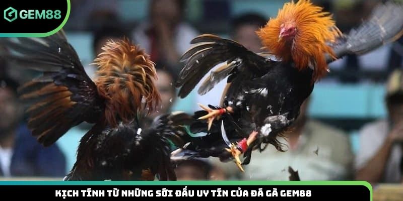 Kịch tính từ những sới đấu uy tín của đá gà Gem88