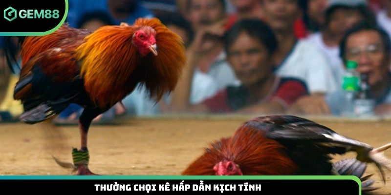 Thưởng chọi kê hấp dẫn kịch tính