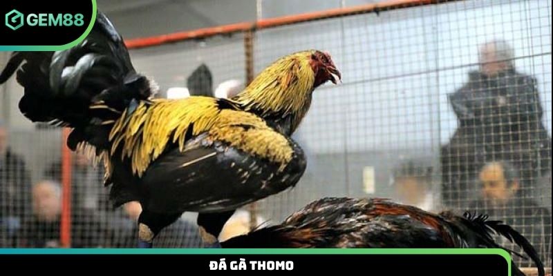Đá gà Thomo